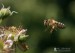 Pracovitá včielka